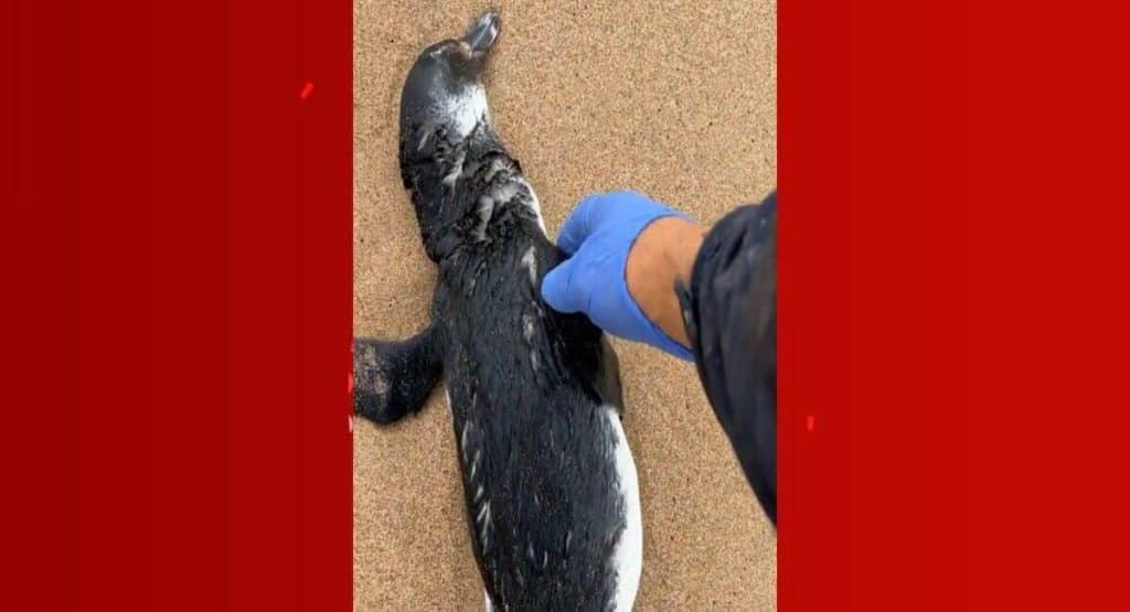 Tragedia No Litoral Do Uruguai 300 Pinguins Mortos A Caminho Do Brasil