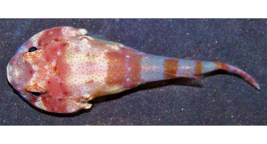 Descoberta Inedita Nova Especie De Peixe Identificada Na Ilha Da Trindade