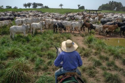 Peão montado em cavalo conduz rebanho de gado em pastagem verde, com árvores ao fundo, sob céu claro.