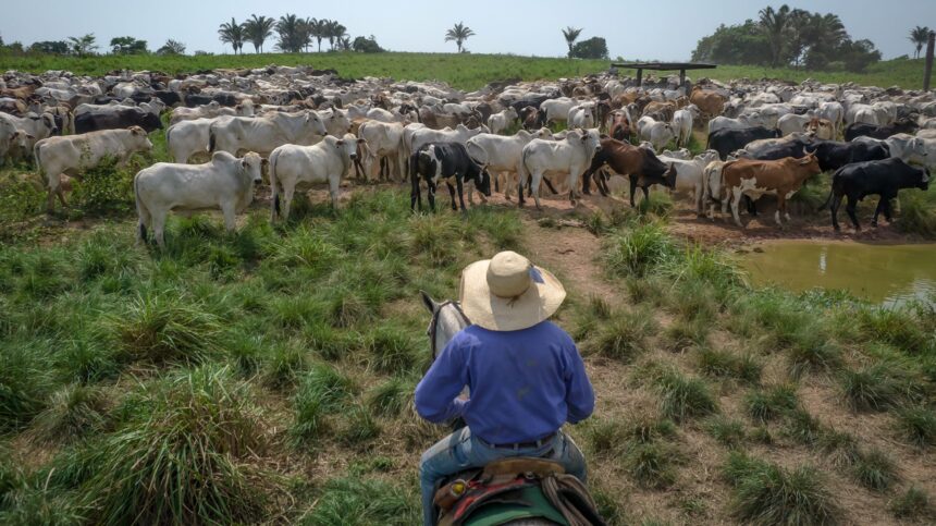 Peão montado em cavalo conduz rebanho de gado em pastagem verde, com árvores ao fundo, sob céu claro.