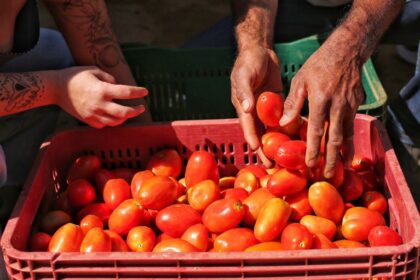 Mãos selecionam tomates maduros em uma caixa vermelha de plástico, destacando a colheita agrícola e produção de alimentos.