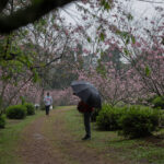 A imagem mostra um caminho em um parque, cercado por árvores floridas de cor rosa. Duas pessoas estão caminhando pelo local, uma delas segurando um guarda-chuva preto. O ambiente parece ser tranquilo e está chuvoso, com nuvens no céu.