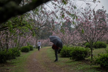 A imagem mostra um caminho em um parque, cercado por árvores floridas de cor rosa. Duas pessoas estão caminhando pelo local, uma delas segurando um guarda-chuva preto. O ambiente parece ser tranquilo e está chuvoso, com nuvens no céu.