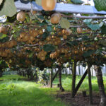 U.S. investor enters NZ kiwifruit sector with Bay of Plenty orchard