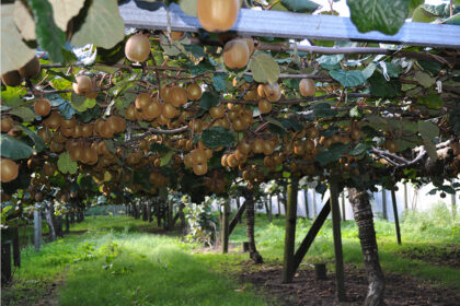 U.S. investor enters NZ kiwifruit sector with Bay of Plenty orchard
