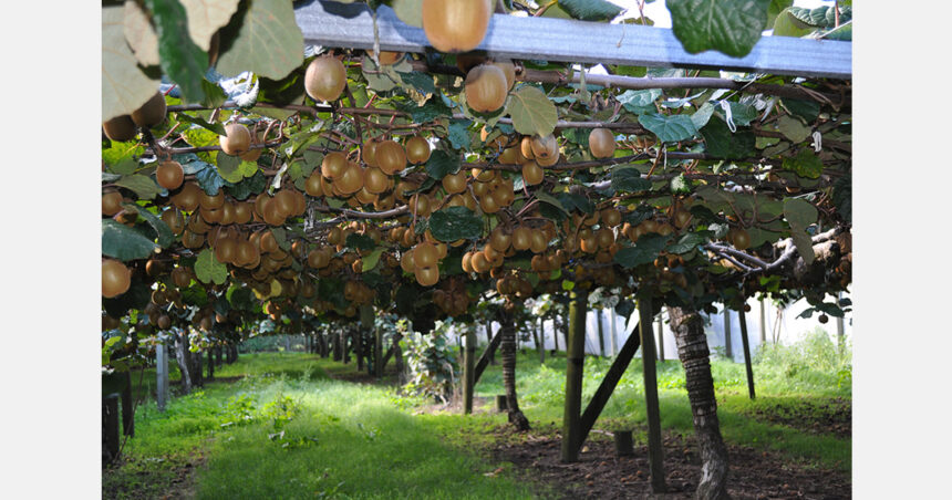 Investidor dos EUA entra no setor de kiwifruit da Nova Zelândia U.S. investor enters NZ kiwifruit sector with Bay of Plenty orchard