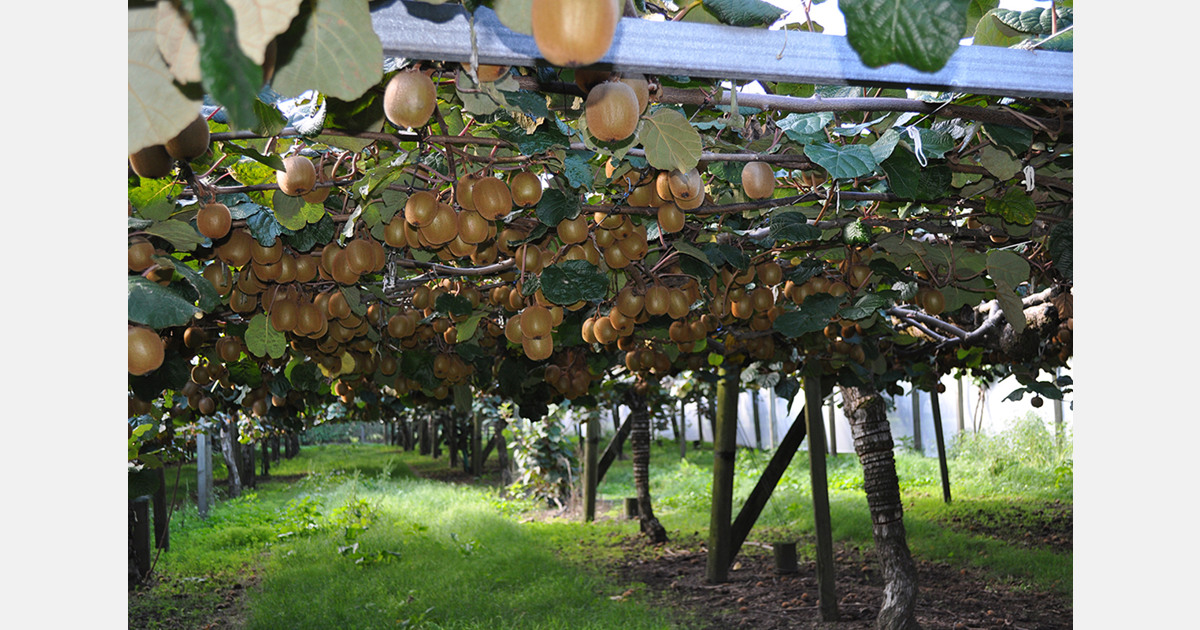 U.S. investor enters NZ kiwifruit sector with Bay of Plenty orchard