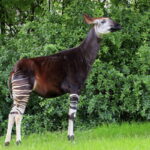 Antwerp Zoo explores new protection zone for okapis in Congo