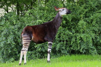 Antwerp Zoo explores new protection zone for okapis in Congo