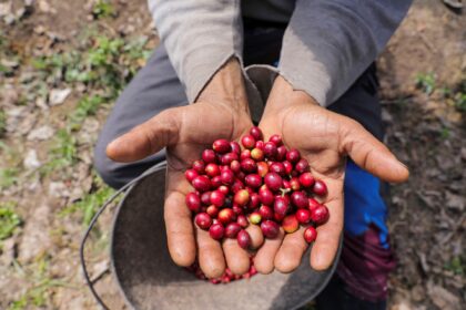 Café do Brasil pode perder mercado nos EUA com aumento de tarifas