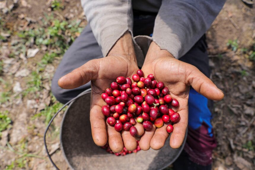 Café do Brasil pode perder mercado nos EUA com aumento de tarifas