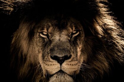 Senado propõe isenção de IR: compare as duas propostas