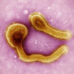 Etiópia enfrenta surto de Marburg, vírus mais letal que Ebola Etiópia vive surto de Marburg, primo mais letal do Ebola