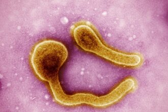 Etiópia vive surto de Marburg, primo mais letal do Ebola