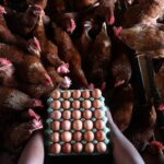 Mantiqueira entra no mercado de ovos nos EUA com a compra da Hickman's Egg Ranch