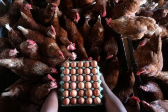 Mantiqueira entra no mercado de ovos nos EUA com a compra da Hickman's Egg Ranch