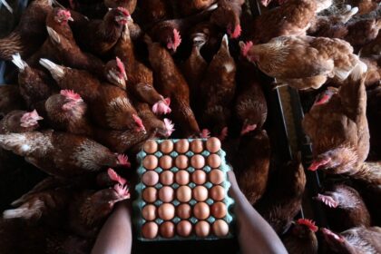 Mantiqueira compra Hickman's Egg Ranch e entra no mercado de ovos nos EUA Mantiqueira entra no mercado de ovos nos EUA com a compra da Hickman's Egg Ranch