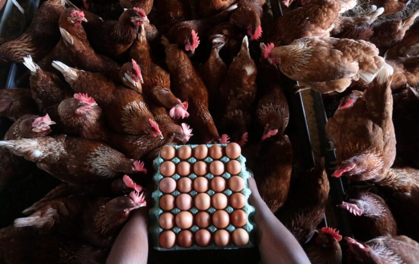 Mantiqueira entra no mercado de ovos nos EUA com a compra da Hickman's Egg Ranch