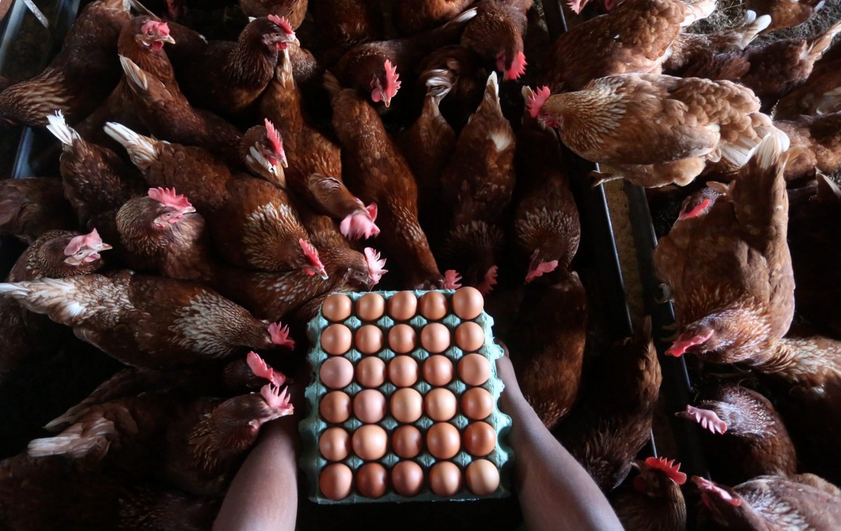 Mantiqueira compra Hickman's Egg Ranch e entra no mercado de ovos nos EUA Mantiqueira entra no mercado de ovos nos EUA com a compra da Hickman's Egg Ranch