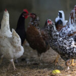 China retoma compra de frango com efeito imediato