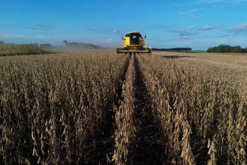 Desmatamento no Cerrado reduz produção de soja, revela estudo.