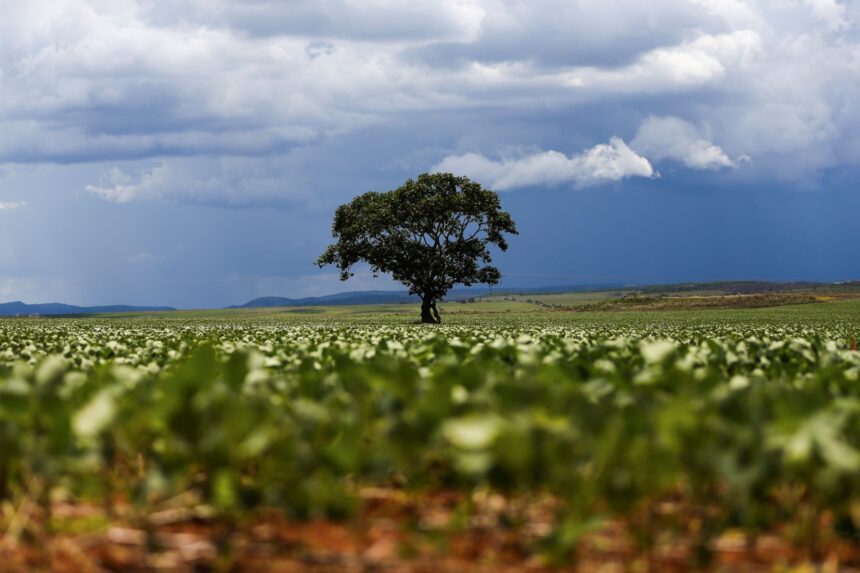 Soja 2025/2026: Brasil planta 47% da área, revela AgRural