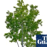 O segredo para ser feliz em 2026 é mais simples do que você imagina The secret to being happy in 2026? It’s far, far simpler than you think … | New year