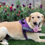 Compreendendo animais de serviço, ESAs e acesso público Understanding service animals, ESAs and public access