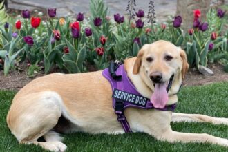 Understanding service animals, ESAs and public access