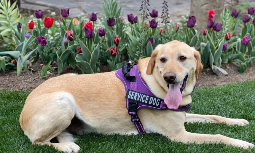 Compreendendo animais de serviço, ESAs e acesso público Understanding service animals, ESAs and public access