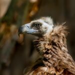 Fósseis de 1 milhão de anos revelam que extinções moldaram a fauna da Nova Zelândia antes dos humanos