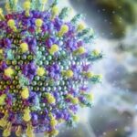 Animal que ultrapassa 1,80m é o principal portador do Vírus Nipah